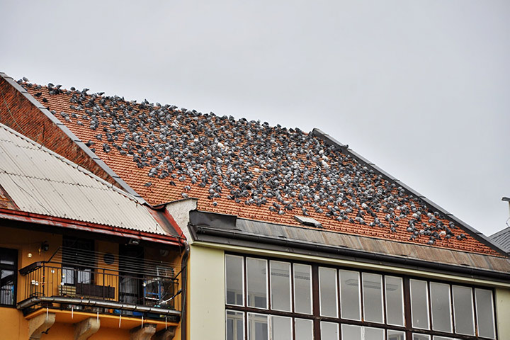 A2B Pest Control are able to install spikes to deter birds from roofs in Alfreton. 