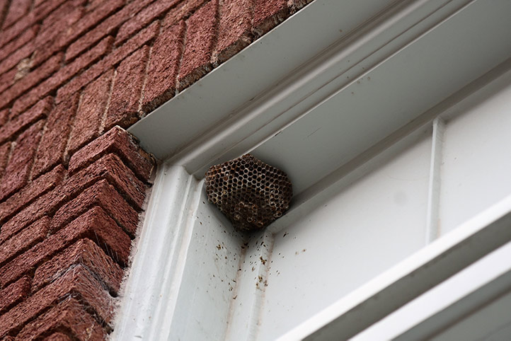We provide a wasp nest removal service for domestic and commercial properties in Alfreton.